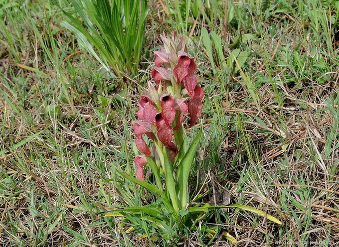 Orchidee del Chianti - Ophrys sphegodes e altre...